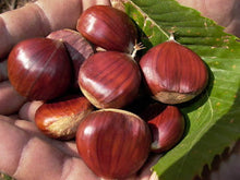 California Chestnuts - 15 Lb Bag