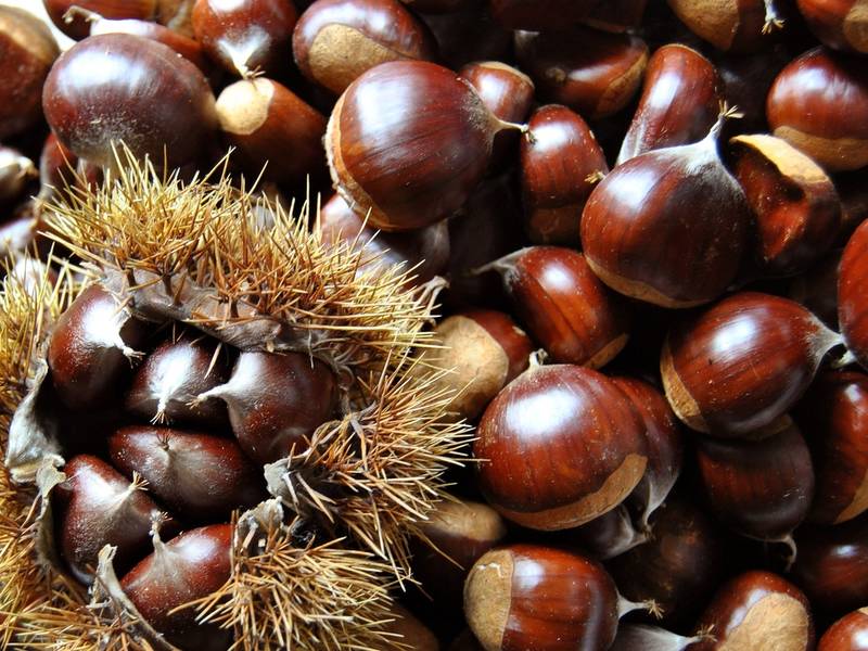 California Chestnuts - 15 Lb Bag